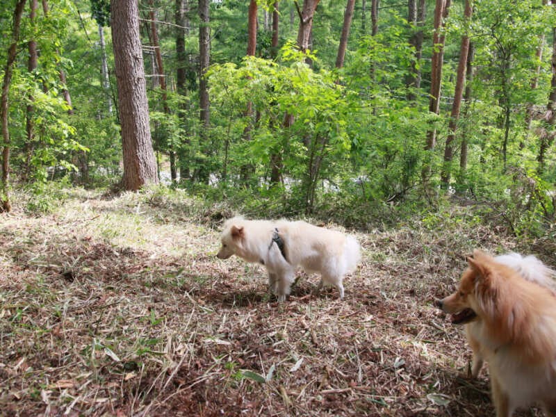 草刈り一回目の後