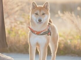ととのうってどんな感じ？　泳ぎ方を知らないのに川に飛び込んだ豆柴「えびす」