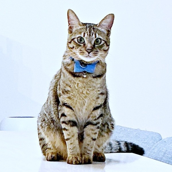 すくすく成長したれんれんくん。体つきもしっかりしてきました（画像提供：キジあにゃさん）