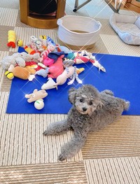 おもちゃで遊ぶのが大好きなエマちゃん（画像提供：エマです！さん）