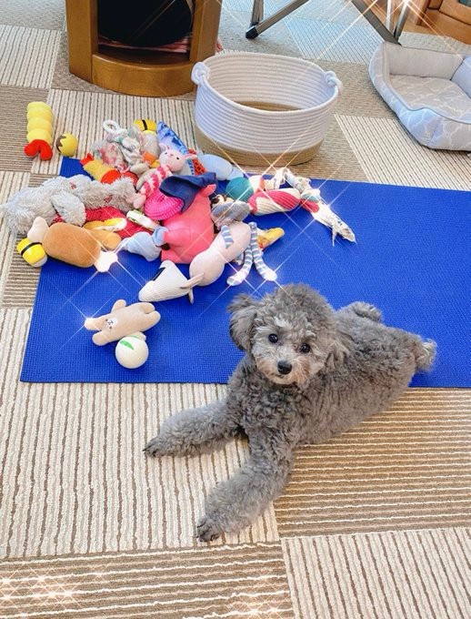 おもちゃで遊ぶのが大好きなエマちゃん（画像提供：エマです！さん）