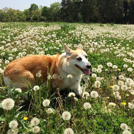 忌引以外に用意された「ペット休暇」は社員に大好評（アイペット提供）