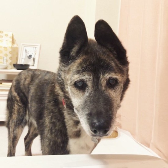 2021年、20歳で来た６代目の愛犬みね。和香子さん宅に来た初日でまだ不安そうな表情