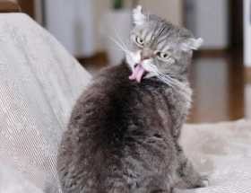 しびれる目ヂカラで防犯猫に　スコティッシュの「ココ先輩」 