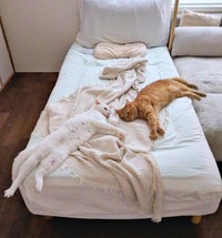 検証2日目。シングルベッドの上で眠る（左から）あきらちゃん、みのるちゃん（画像提供：emy@保護猫とレオパと平屋一人暮らし）