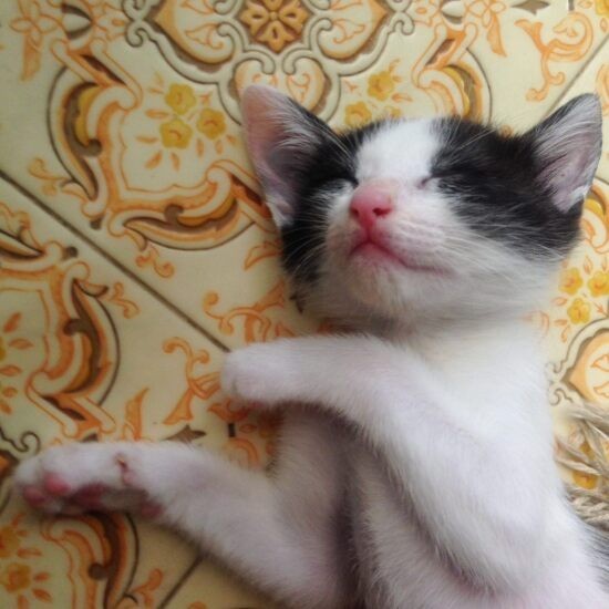 家にきたころの「あんこ」