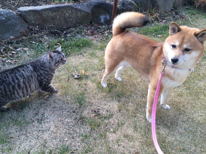 「近寄らないでくださいね～」興味はあるけどこわがりなモカ