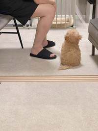 パパさんの独り言を真剣に聞いてあげるからあげちゃん（提供：からあげという犬さん）