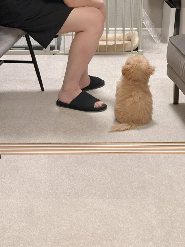 パパさんの独り言を真剣に聞いてあげるからあげちゃん（提供：からあげという犬さん）