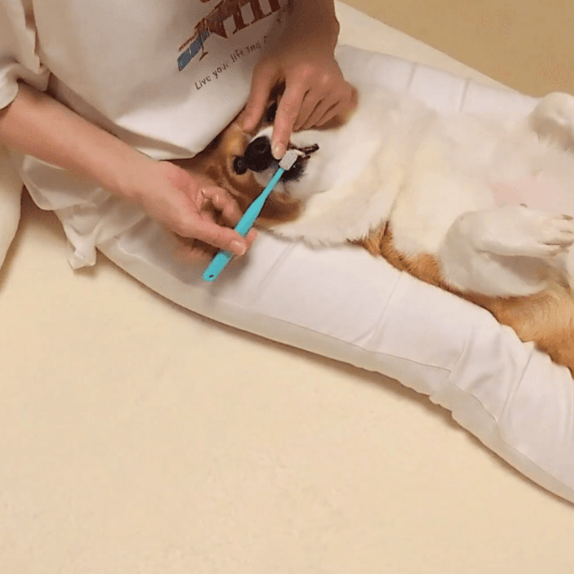 あっという間に歯磨き成功。ヤキモチ焼きの性格を利用して無事解決（画像提供：こまち＠彩さん）