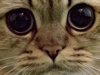 ツイッターで話題沸騰、船乗り猫「カンパチ船長」初の写真集