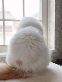 雪だるまみたいな後ろ姿=ぽてねのアポロさん（@Hachicotton）提供
