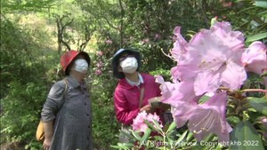シャクナゲ見ごろ　仙台市・秋保大滝植物園