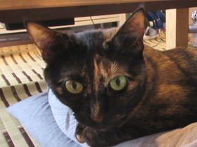 「猫アレ」産休明け！　妊娠すると、猫がキライになるは本当？