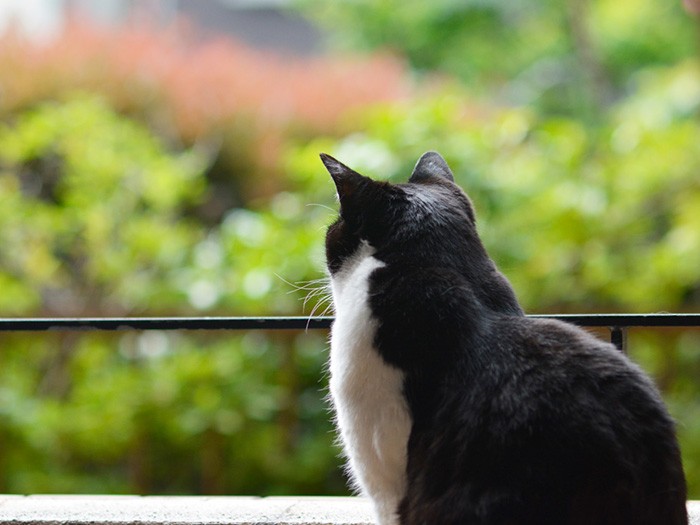 「５月は新緑がきれいでいいな」（小林写函撮影）
