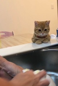 洗い物に熱視線を送るぷーちゃん（提供：ぷっちょ🐈さん）