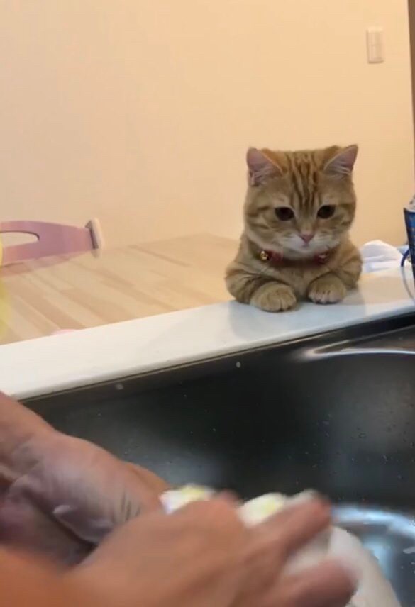 洗い物に熱視線を送るぷーちゃん（提供：ぷっちょ🐈さん）