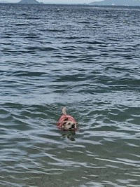 琵琶湖でスイスイ
