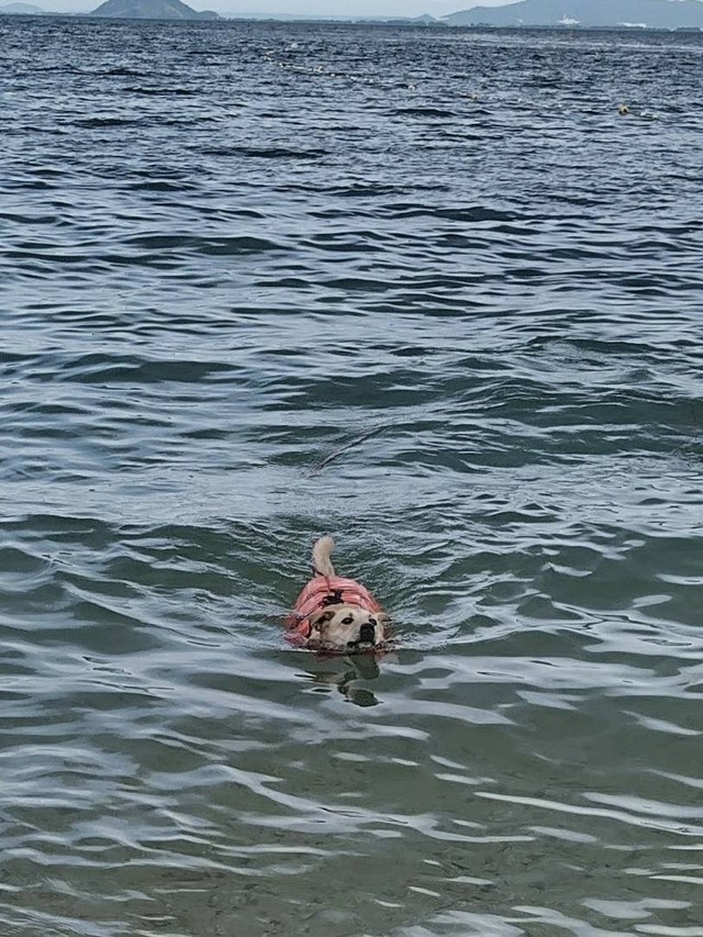 琵琶湖でスイスイ