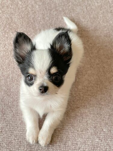 家にきたころの「そる」