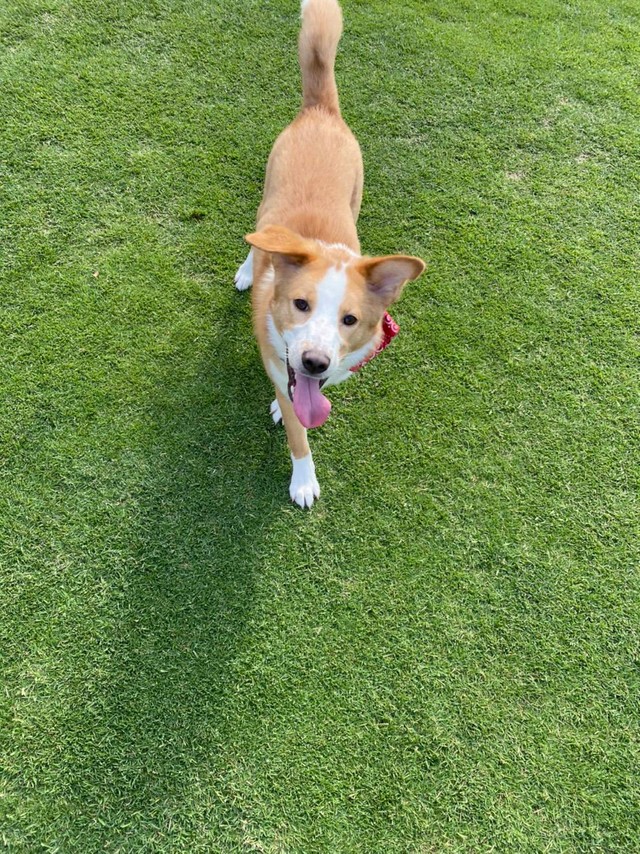 亡くなる数日前もドッグランで元気にしていたブルーノ君