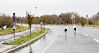 車道を歩く4羽の鶴。車が来ても意に介さない様子（画像提供：マルピギアさん）