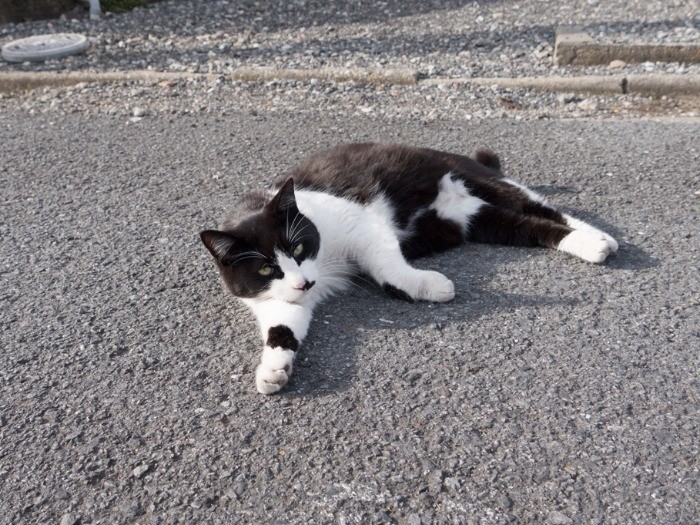今日も道路に転がってお出迎え。（小林写函撮影）