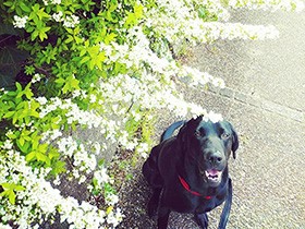 いつだってお散歩は最高だよね　ラブラドール「ノエル」