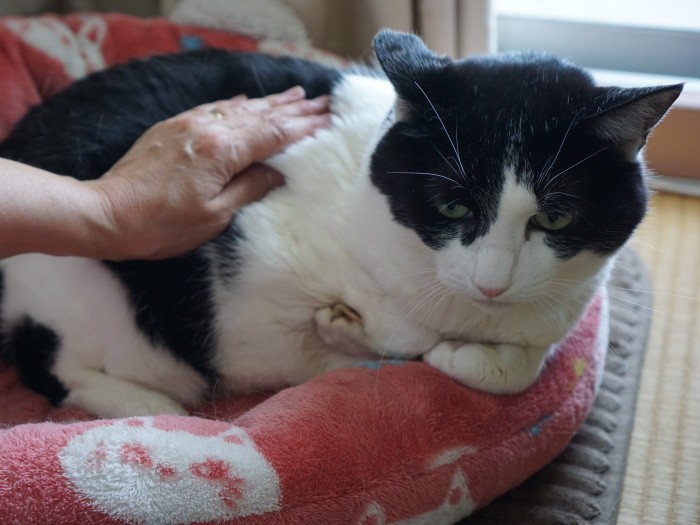 「うちに来てよかった？」「よかったよ、お母さんもお父さんもお兄ちゃんたちもいるからね」（横野さん提供）