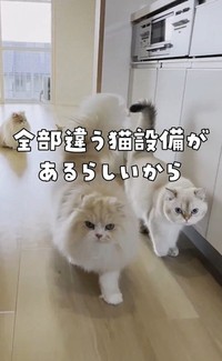 全部違う猫設備があるという（「ねこ大家」さん提供、Xよりキャプチャ撮影）