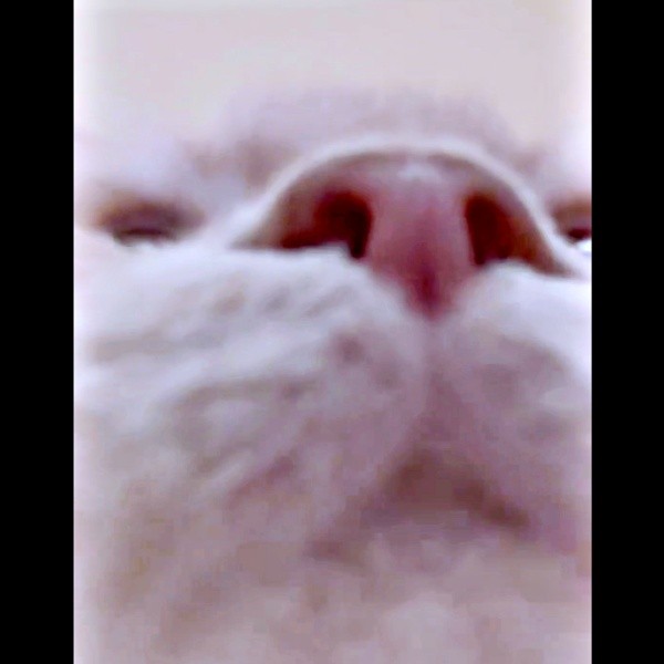 「フンフン」つきみくんの鼻息も聞こえてきます（画像提供：つきみねこさん）