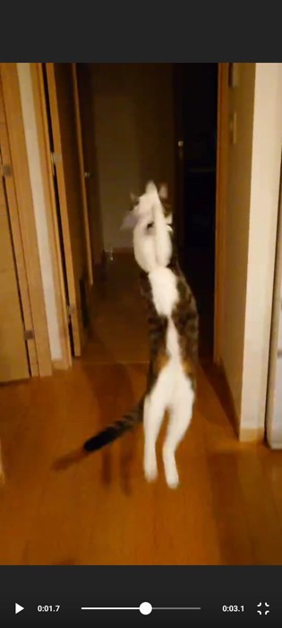 いろいろ長いガーラさん（提供：松本ひで吉さん）