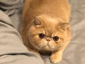 病気がちだった子猫時代から一転、今ではくびれのない猫に　エキゾチック「むうすけ」