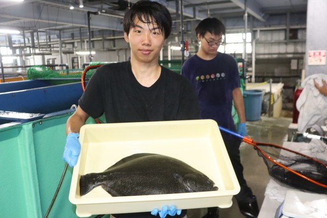 好適環境水で育ったマツカワ（岡山理科大学提供）