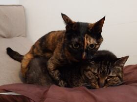 ブラッシング嫌いな「モモ」も大喜び⁉　換毛期到来でブラシを新調、その反応は