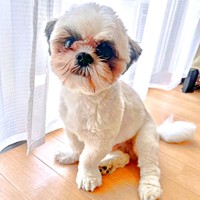 「遊ぼう！」 お誘いしたくて力技を繰り出した！？ ちょんちゃん（画像提供：ちょん吉さん）