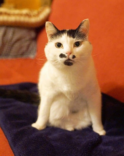 ミックス猫「はに丸くん」。丑のお正月飾りになっちゃった！？