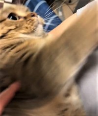 鋭い猫パンチ･･･でも、届いていない？（「もな」さん提供、Twitterよりキャプチャ撮影）