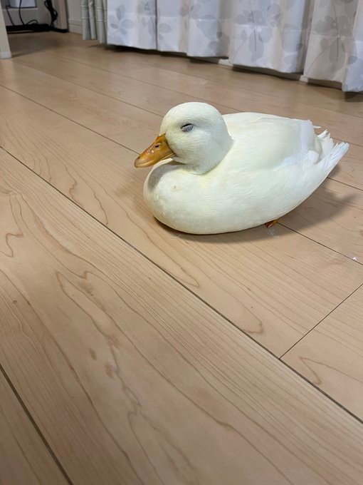 「人見知りだったけど、成長とともに図々しくなった」というしろみちゃん（提供：コールダックしろみと従者🍰さん）