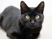 2022年、保護センターからお迎えしたころのすずりちゃん（画像提供：黒猫のすずりさん）