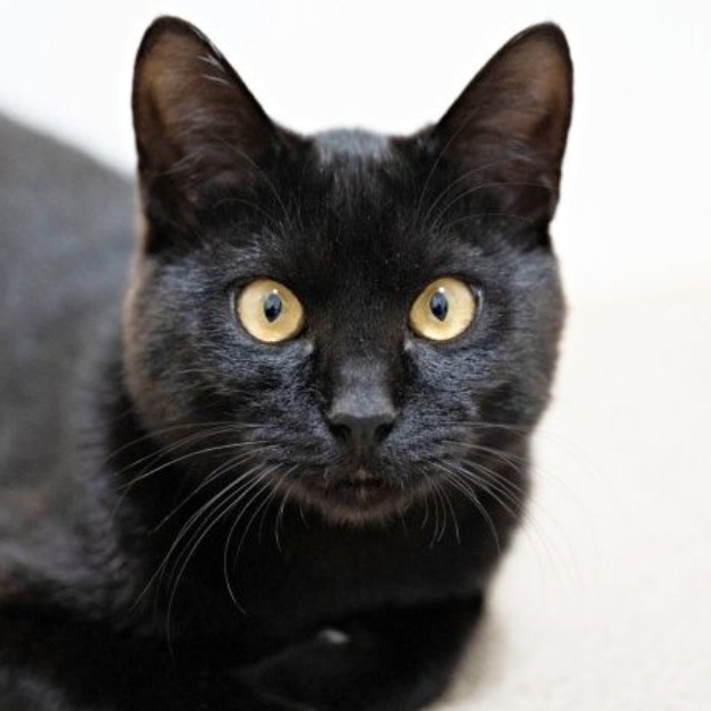 2022年、保護センターからお迎えしたころのすずりちゃん（画像提供：黒猫のすずりさん）
