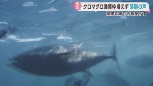 クロマグロの漁獲枠は増えず　宮城県のすし店が落胆