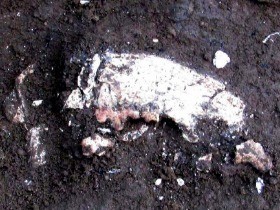 「縄文犬」は柴犬系　６２００年前の骨、住居跡から出土 