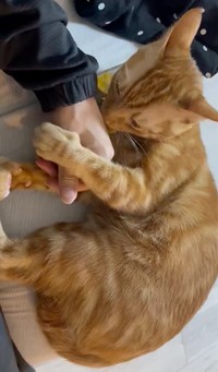 大好きだよ＝わい猫さん（@wainekoutan）提供