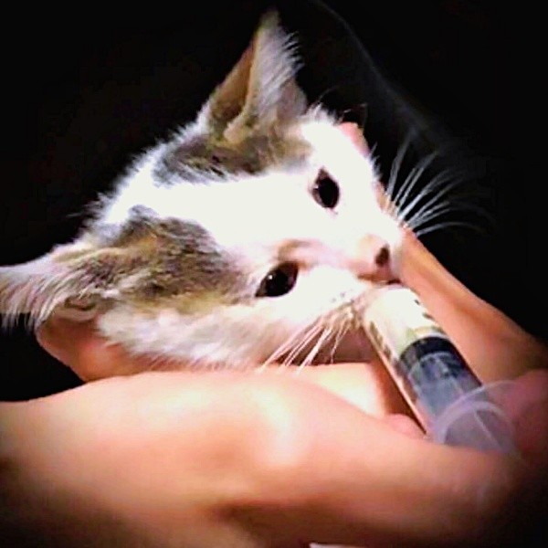 シリンジでミルクを飲むおかかくん（画像提供：おかかとそぼろの成長記録さん）