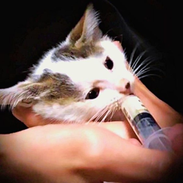 シリンジでミルクを飲むおかかくん（画像提供：おかかとそぼろの成長記録さん）