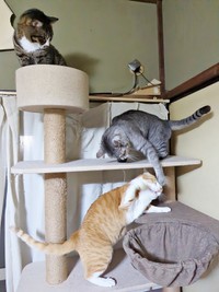 3きょうだい大集合！ （上から）姉猫・ひゅうちゃん、しまちゃん、弟猫・みやびちゃん