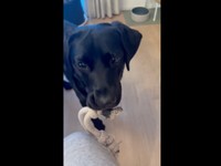 おもちゃをくわえてパパのところに戻ってきたうぶちゃん（画像提供：うぶ UBU ラブラドールレトリバーさん）