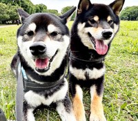 大好きな兄犬・信濃くん（左）と一緒ににこにこ笑顔の伊織くん（右）（画像提供：まさかずさん）