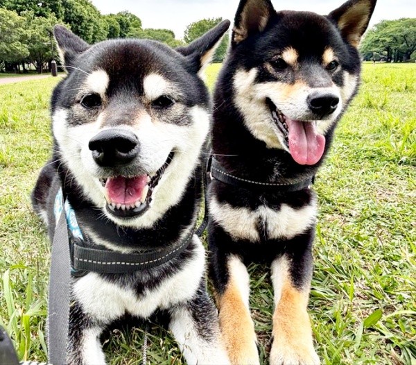 大好きな兄犬・信濃くん（左）と一緒ににこにこ笑顔の伊織くん（右）（画像提供：まさかずさん）